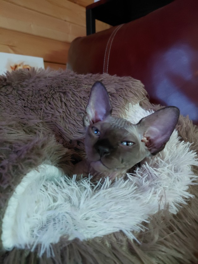 К котовторнику делюсь