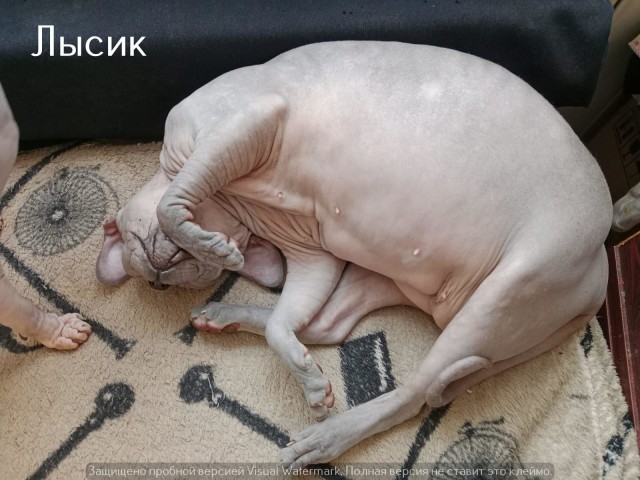 Жизнь домашнего приюта "Котоленд" 540