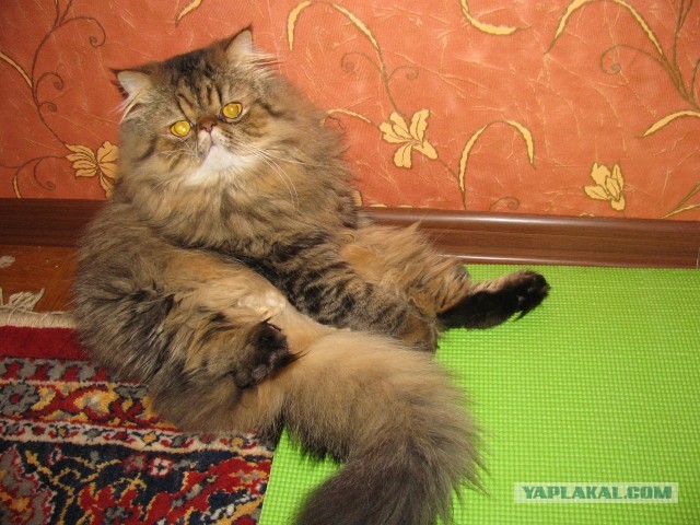 Как я завел себе Английского Бульдога.