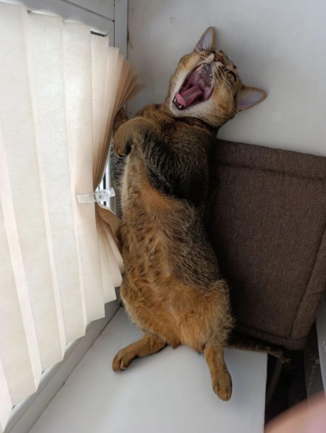 Котовторник