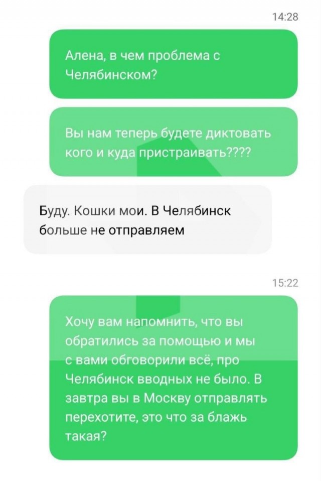 Больные, голодные и без зубов: Из кошачьего питомника в Энгельсе вывезли более 200 сфинксов