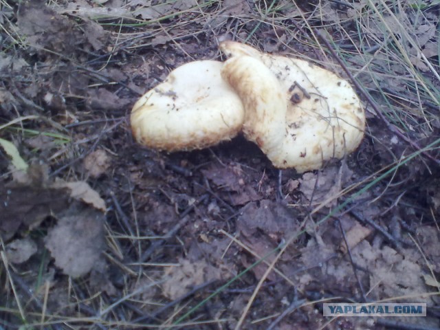 Выбрались за грибами.