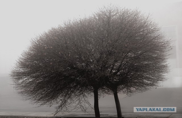 100 лучших фотографий года