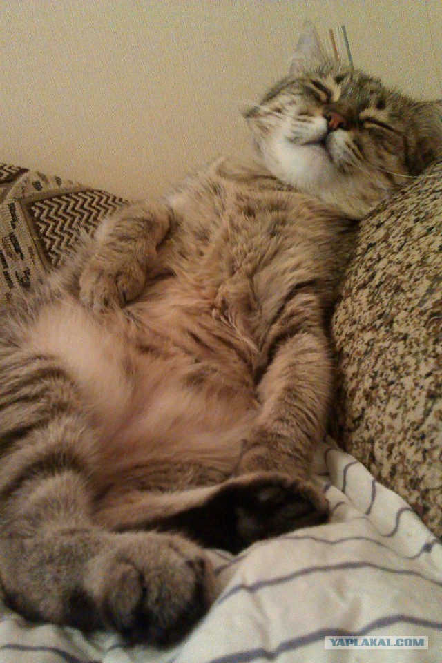 Завидую своему коту