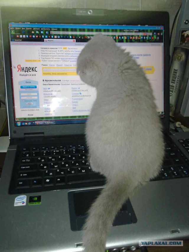 Котовторник 18.03.2014