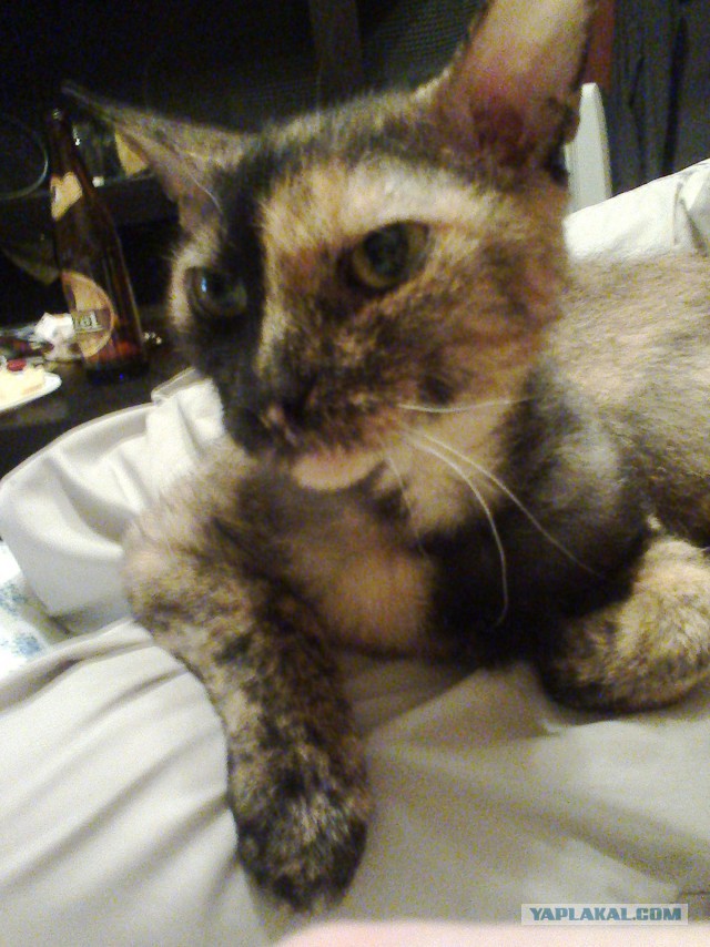 Животные ставшие знаменитыми из-за редкого окраса