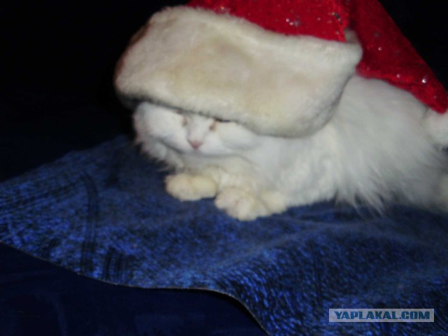 Котовторник 30.09.2014