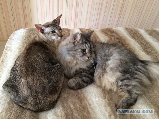 Котовторник 21.10.2014