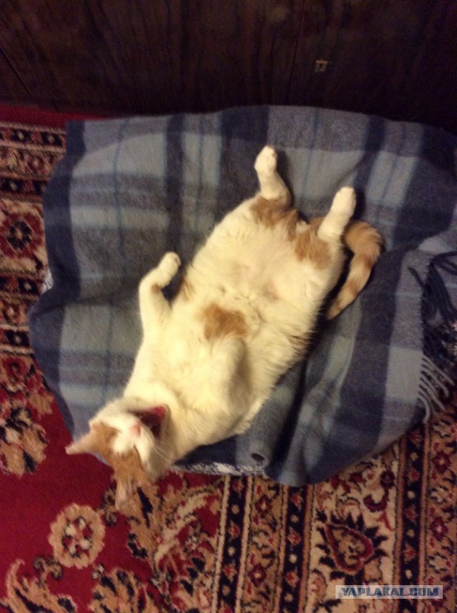 Котовторник 25.11.2014