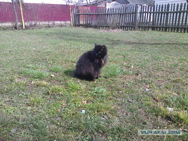 Котовторник 9.12.2014