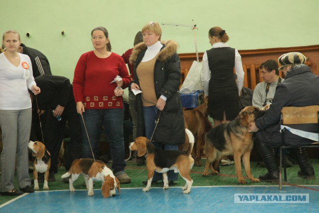 Всероссийская выставка собак