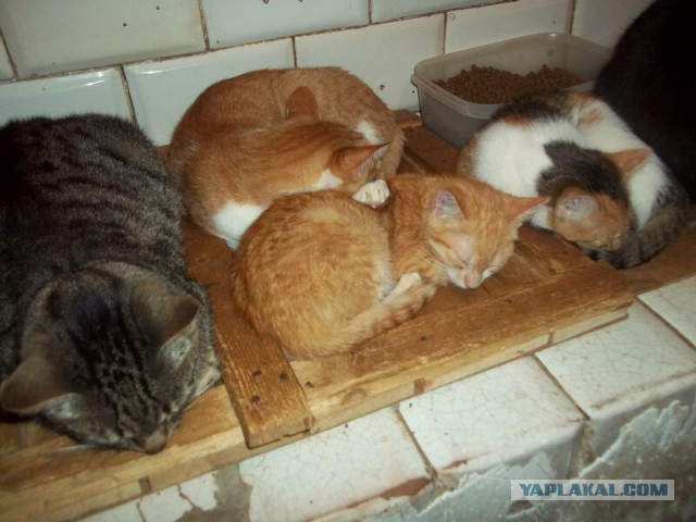 Жизнь домашнего приюта для котеек 39