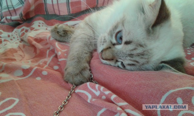Котовторник 20.01.2015