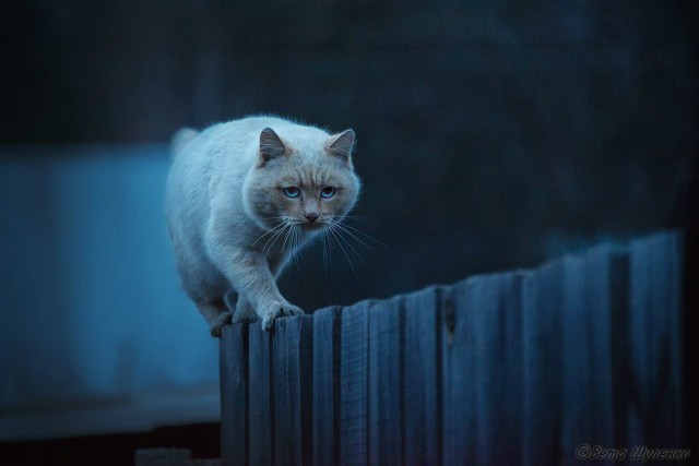 Деревенский кот Кокос.