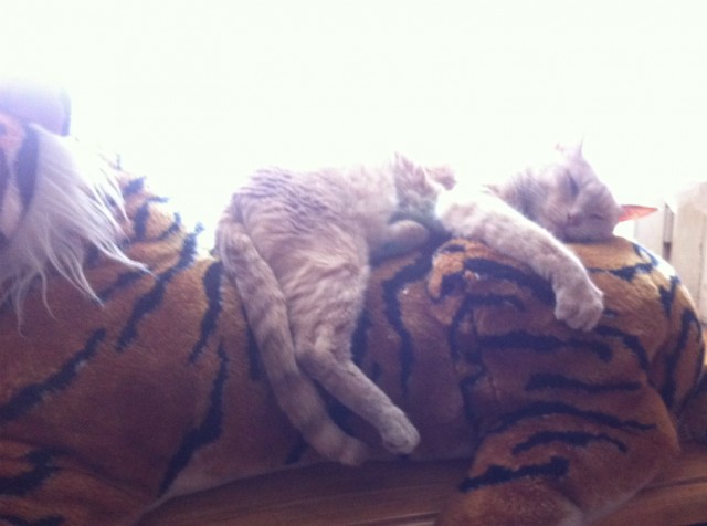 Котовторник 12.03.13