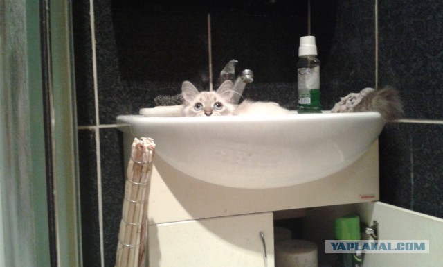 Котовторник