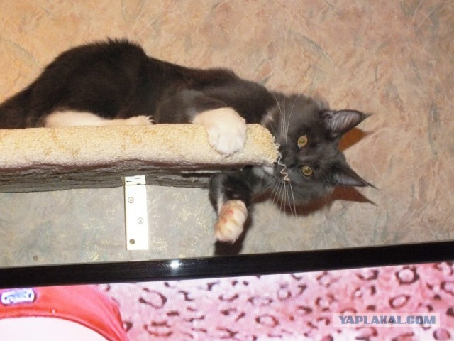 Котовторник 12.03.13