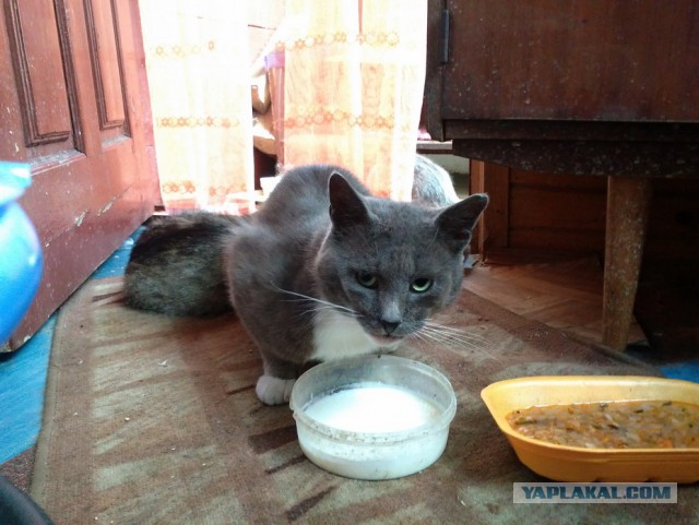 Котовторник 16.06.2015., Котовторник наступил!