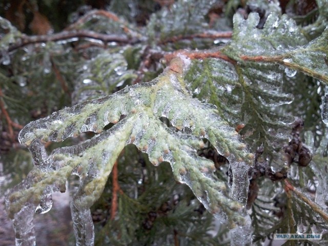 Ледяная зима