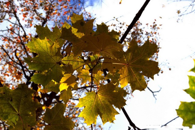 Золотая осень