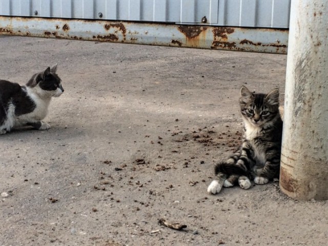Котовторник