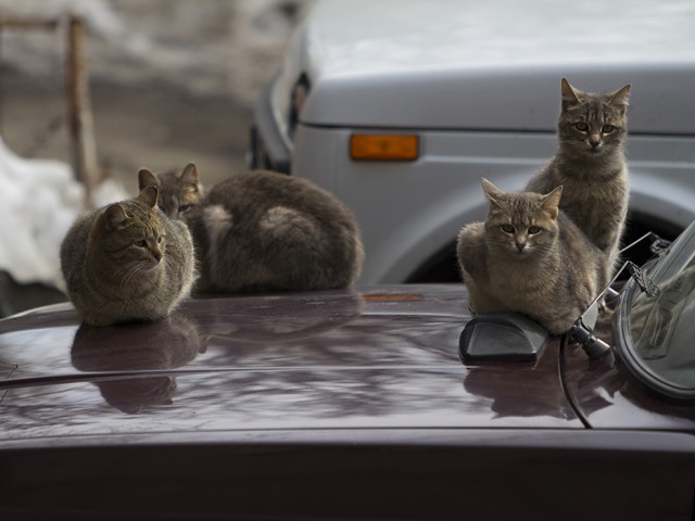 Атмосферные фото семейства кошачих