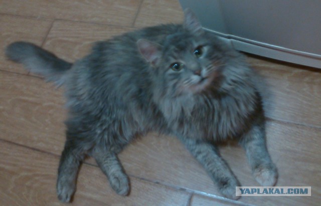 Котовторник 22.12.2015
