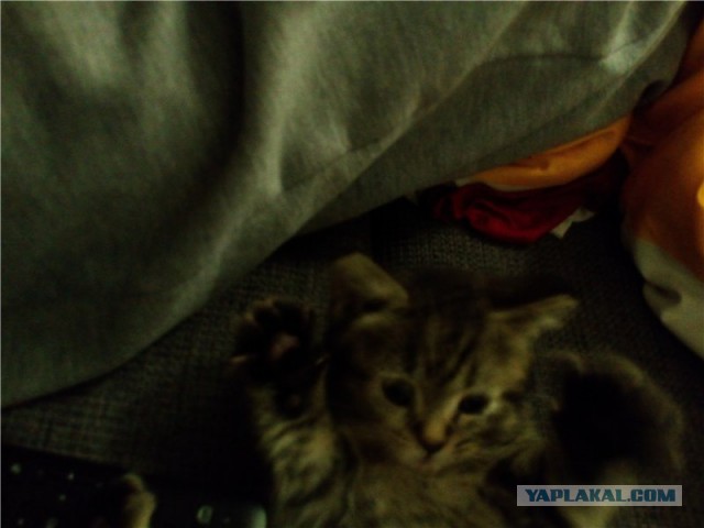 Наш Котяра