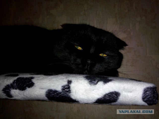 Котовторник