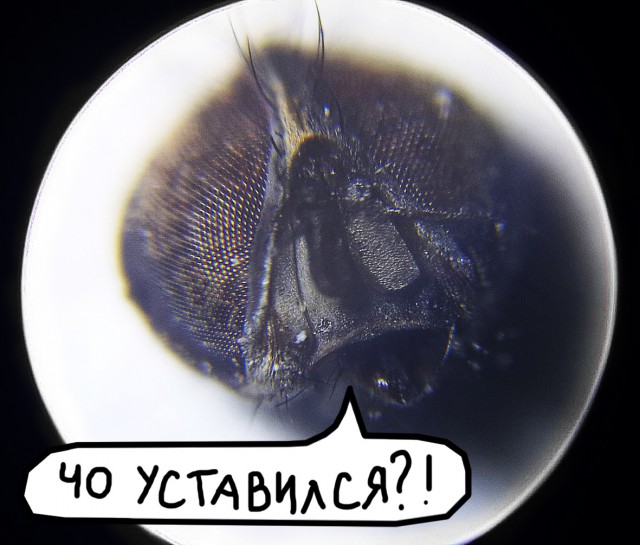 Мир в миллиметре