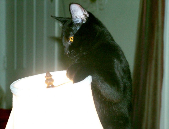 Коты Среды