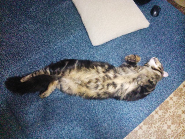 Небольшой фото-отчет ко втонику: мейн-кун Шелдон Купер