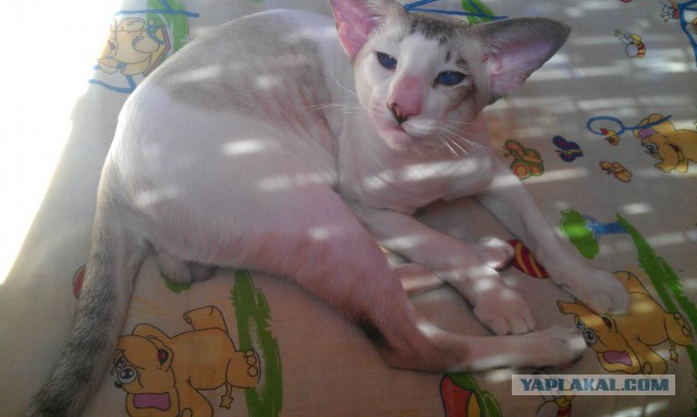 Кото-вторник 24 Мая 2016го :)