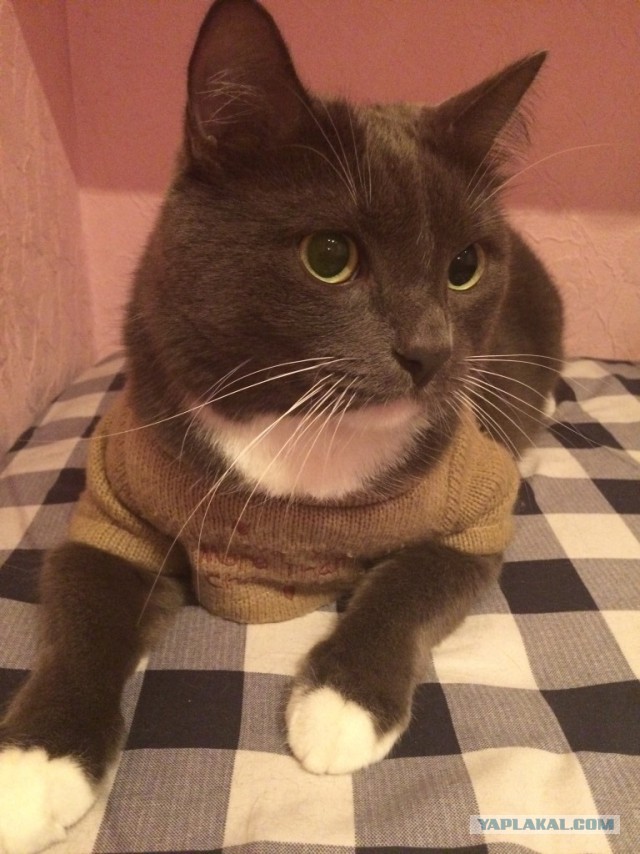 Котовторник 01.11.2016 г.