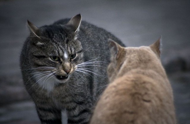Коты из сети