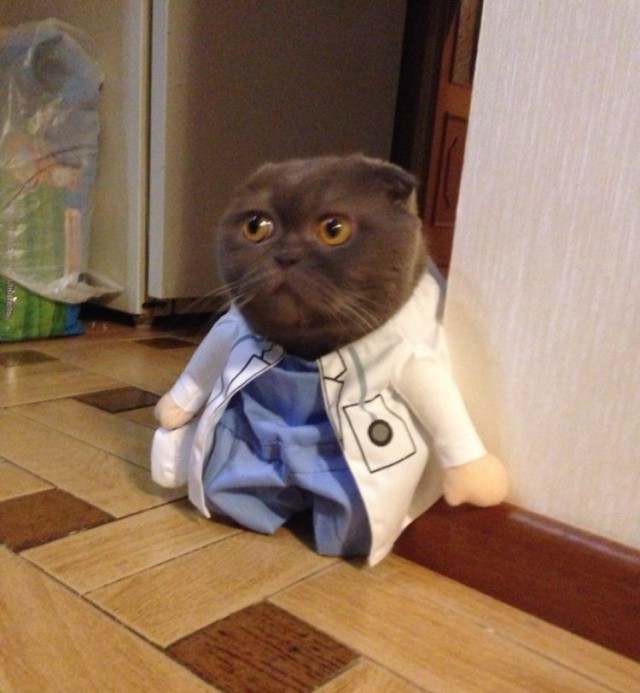 Коты и Кошки