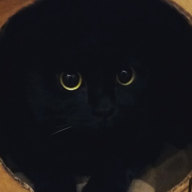 Коты и Кошки