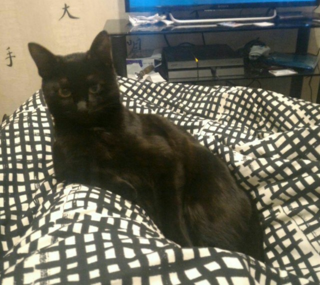 Котовторник 04.07.17