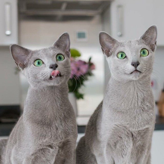 Коты и Кошки