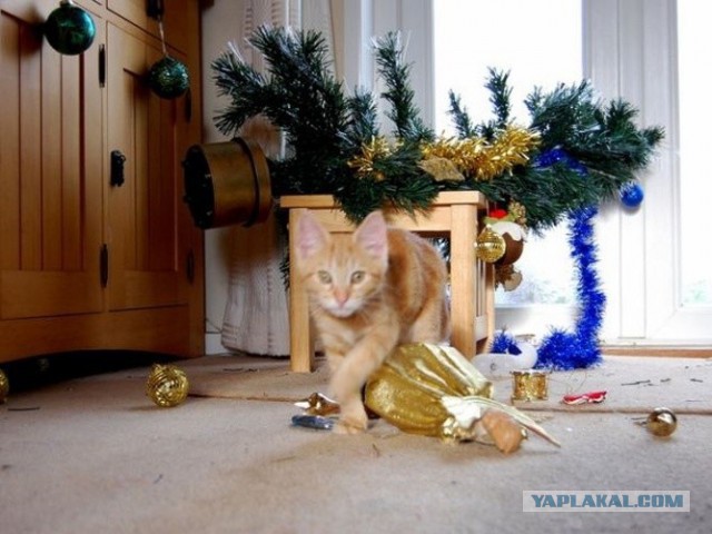 Фотографии кошек на новогодних елках начинают заполнять интернет