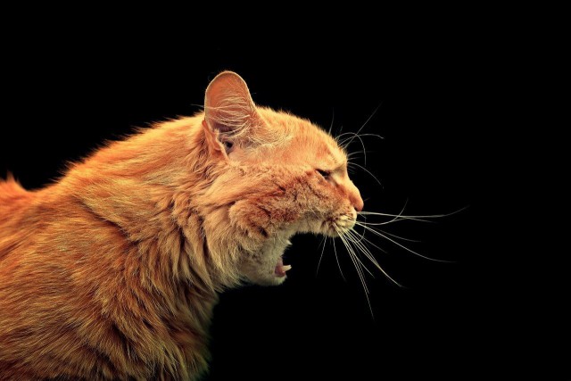 Фотобомбы котов