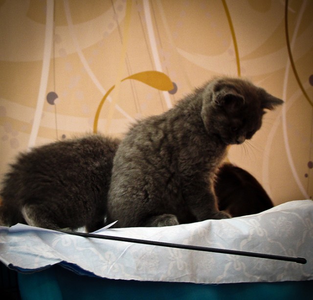 Коты, кошки и котята