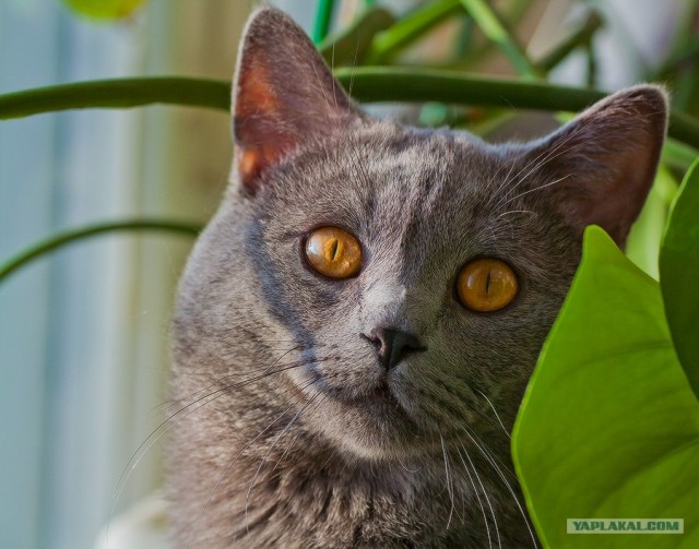 Котовторник с Максом