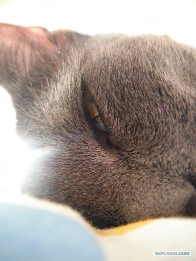 Котовторник 22.11.11