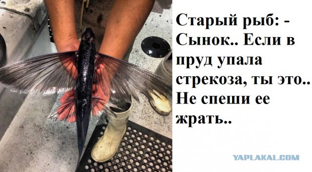 Подборка интересных и веселых картинок  04.12.18