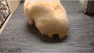 Главное, чтобы голова пролезла!