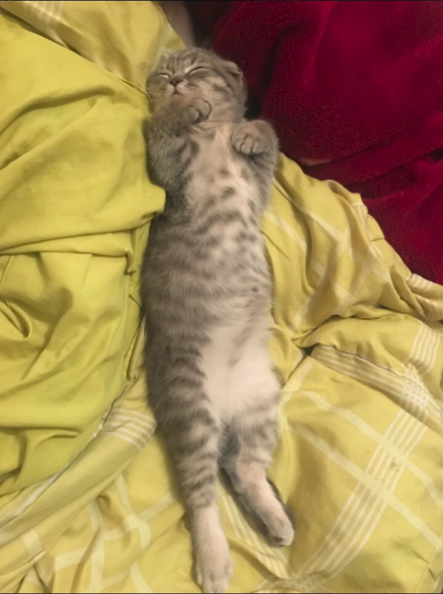 Забавные фото котеек