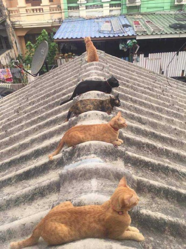Забавные фото котеек