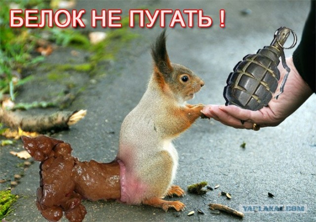 Фотожаба: Бельчонок