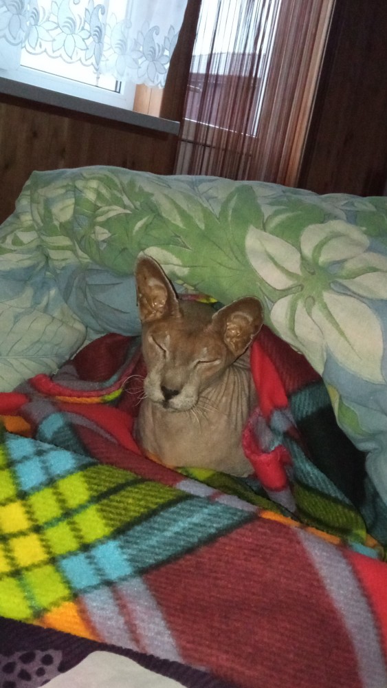 Котовторнику быть!